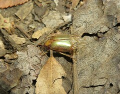 Phytholaema mutabilis