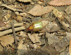 Phytholaema mutabilis