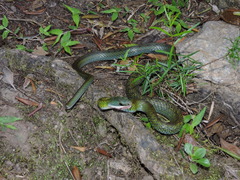 Dendrophidion brunneum