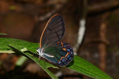 Pseudohaetera hypaesia
