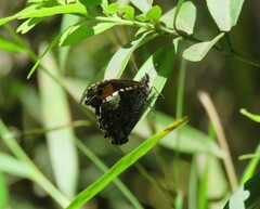 Nelia nemyroides