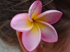 Plumeria rubra