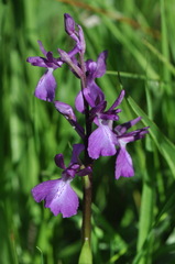 Anacamptis laxiflora