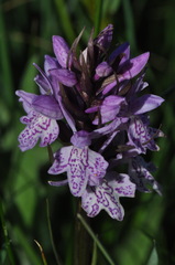 Dactylorhiza maculata