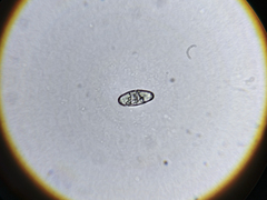 Leucocybe