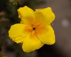 Balbisia peduncularis
