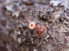 Lachnellula