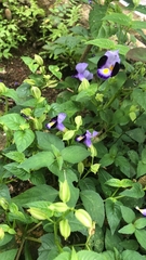 Torenia fournieri
