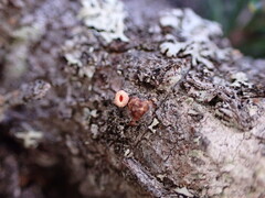 Lachnellula