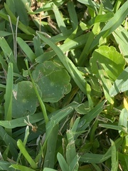 Hydrocotyle bonariensis