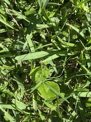 Hydrocotyle bonariensis