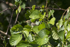 Hippolais icterina