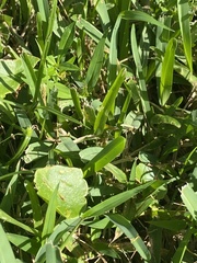 Hydrocotyle bonariensis