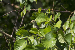 Hippolais icterina
