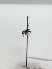 Formica fusca