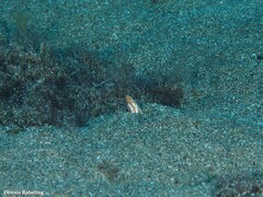 Apterichtus anguiformis