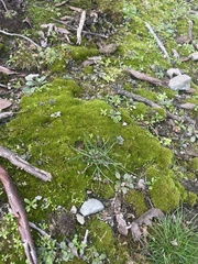 Leucobryum glaucum