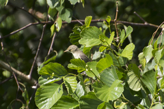 Hippolais icterina