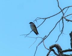 Tachycineta leucopyga