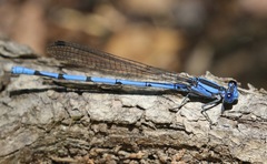 Argia lacrimans