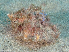 Monoplex parthenopeus