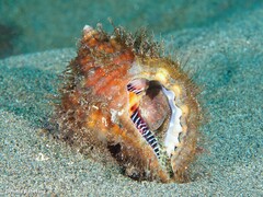 Monoplex parthenopeus