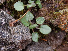 Packera pauciflora
