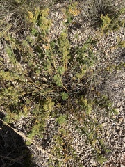 Desmanthus illinoensis