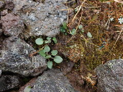 Packera pauciflora