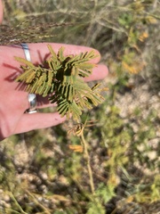 Desmanthus illinoensis