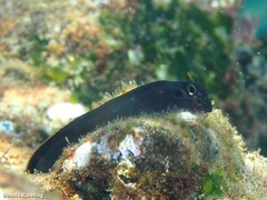 Ophioblennius atlanticus