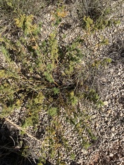 Desmanthus illinoensis