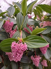 Medinilla speciosa