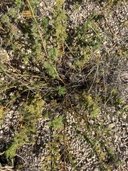 Desmanthus illinoensis