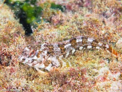 Lipophrys trigloides