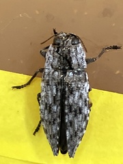 Chrysochroinae