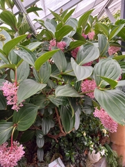 Medinilla speciosa