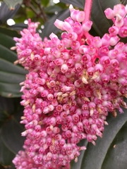 Medinilla speciosa