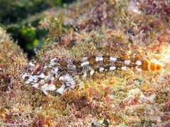 Lipophrys trigloides