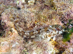 Lipophrys trigloides