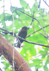 Schiffornis veraepacis