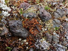 Solorina crocea