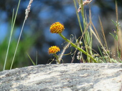 Quinchamalium chilense