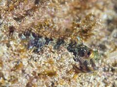 Parablennius pilicornis