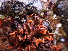 Solorina crocea
