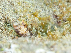 Parablennius goreensis