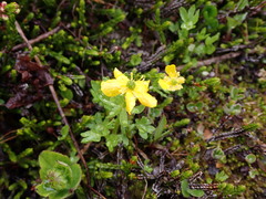 Ranunculus eschscholtzii
