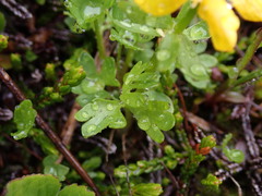 Ranunculus eschscholtzii