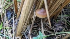 Psilocybe azurescens