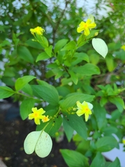 Pseudomussaenda flava